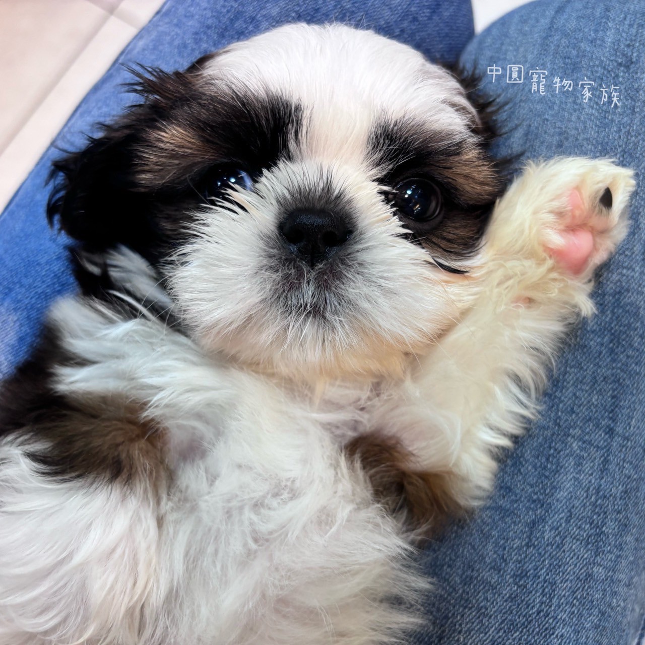 中圓寵物家族／雙色西施犬
