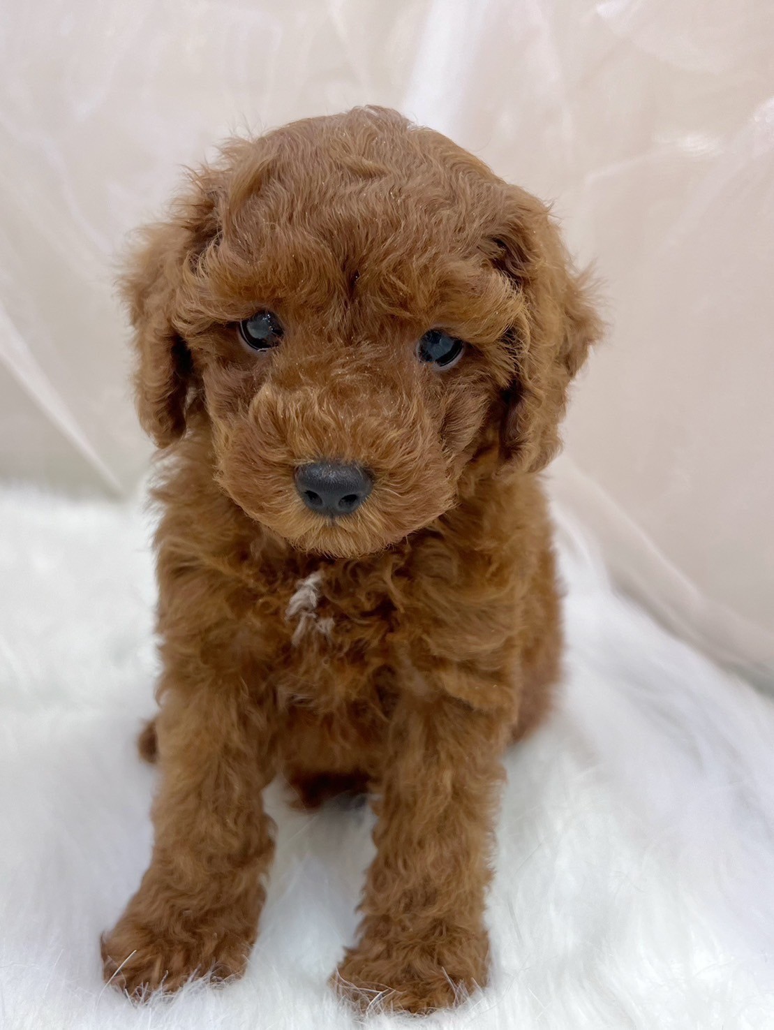 中圓寵物家族／紅色貴賓犬