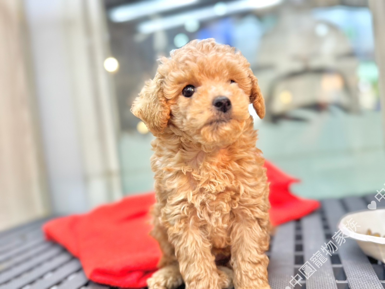 中圓寵物家族／奶油貴賓犬