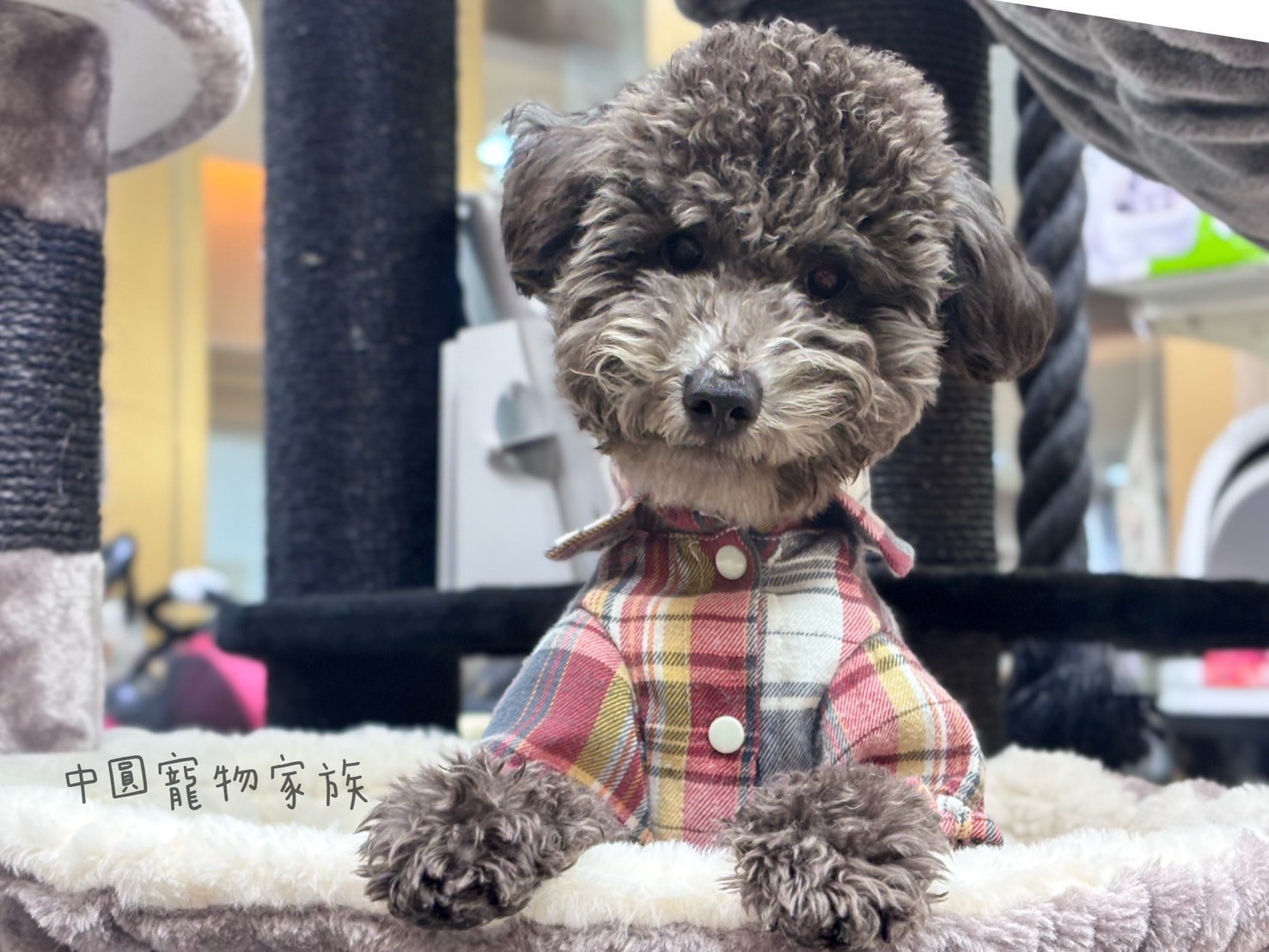 中圓寵物家族／灰色貴賓犬