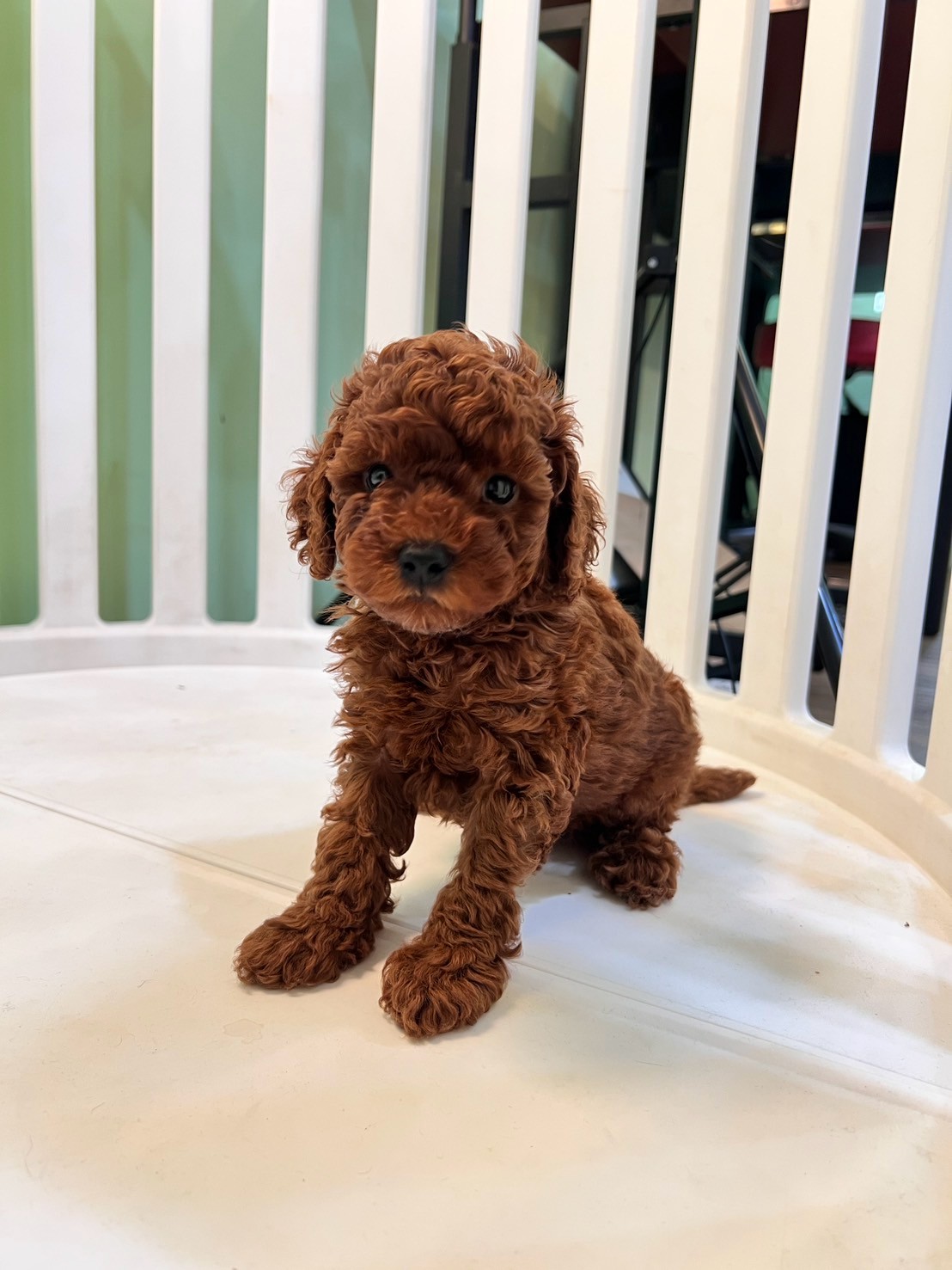 中圓寵物家族／紅色貴賓犬