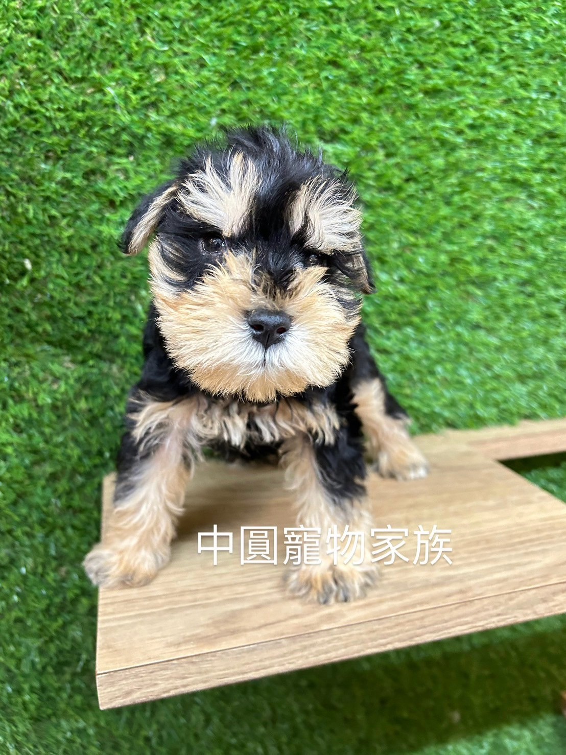 中圓寵物家族／雪納瑞