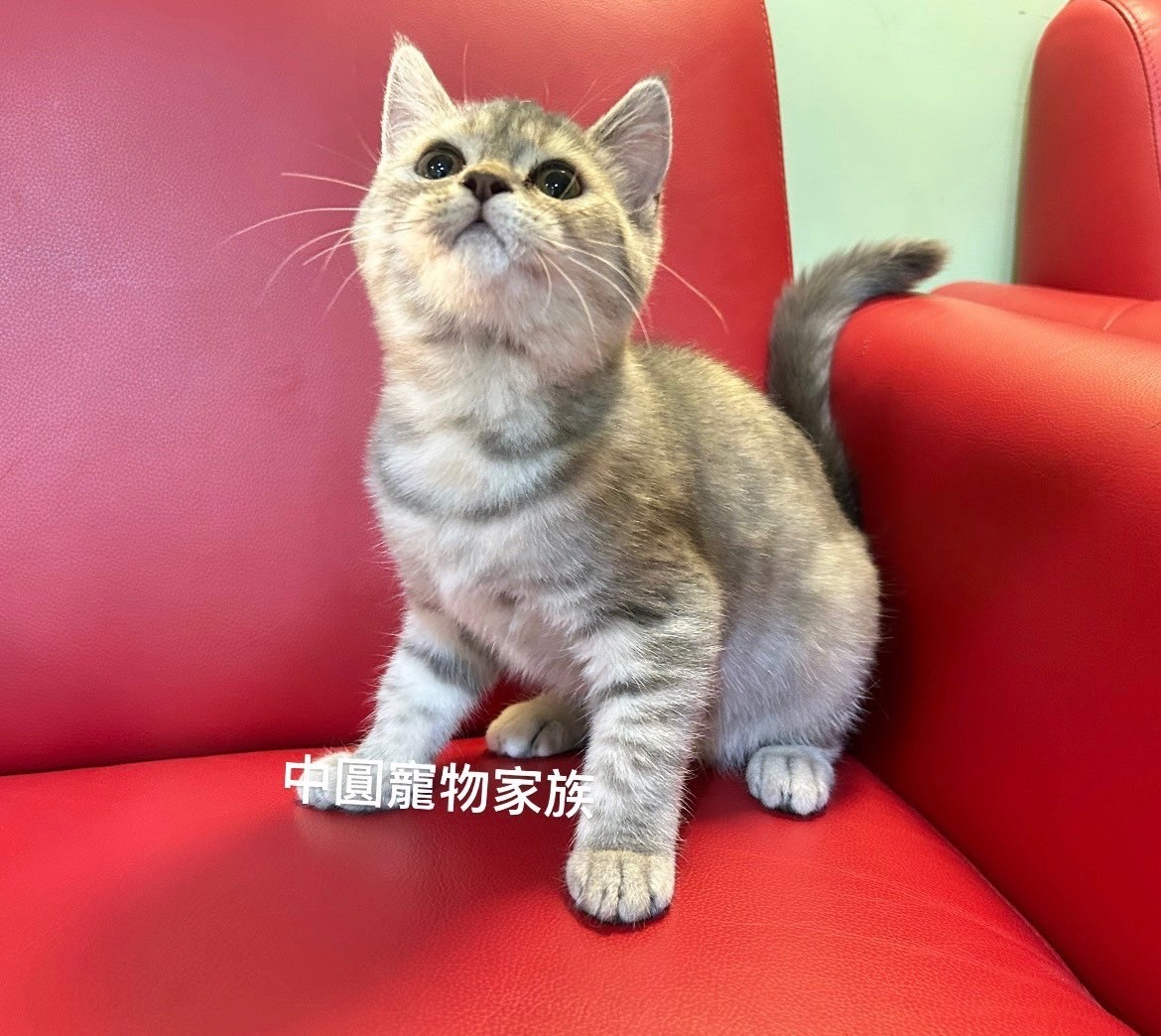 中圓寵物家族／銀虎斑玳瑁賽爾凱克羊毛貓