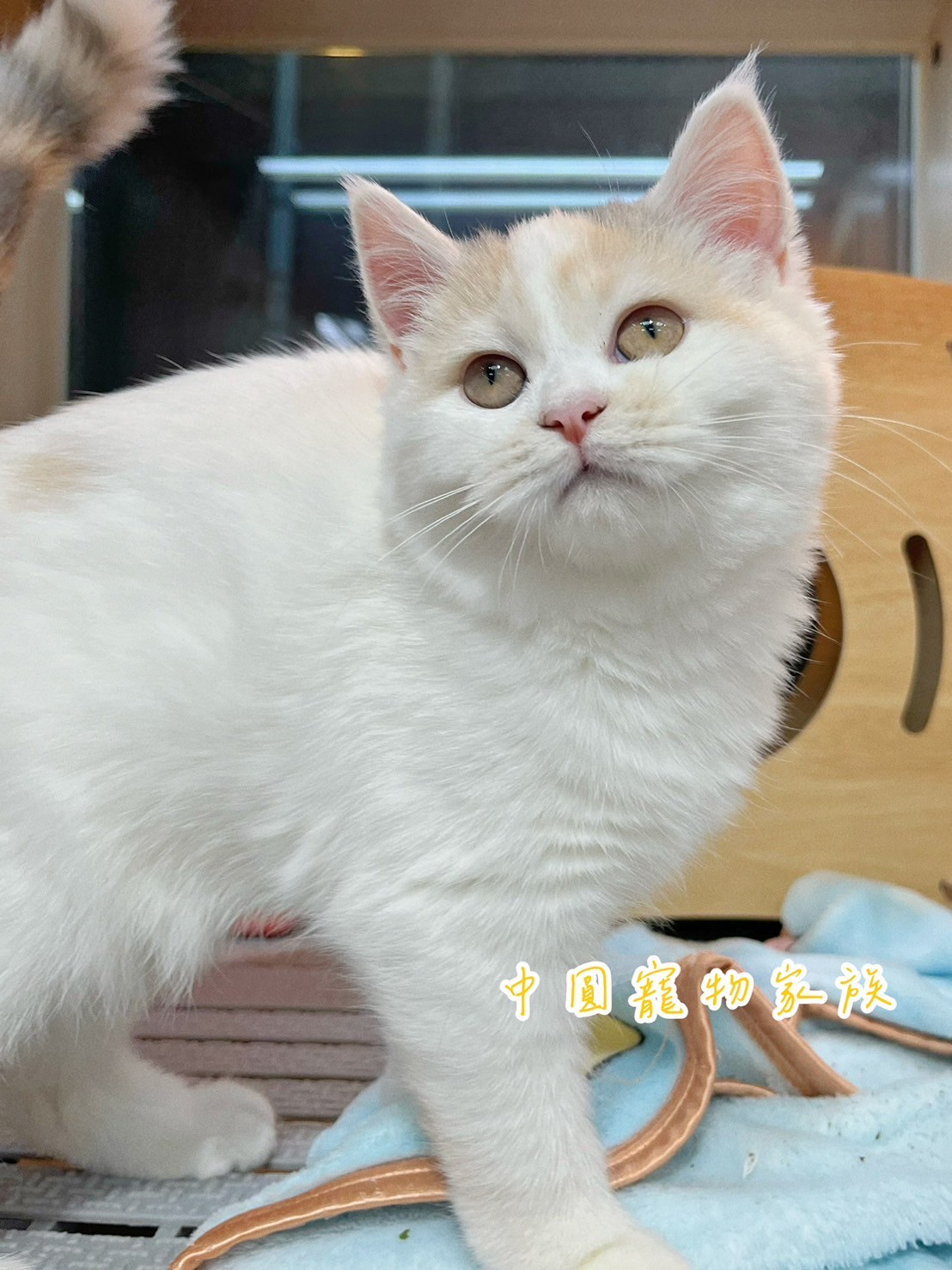 中圓寵物家族／藍三花賓士賽爾凱克直毛貓