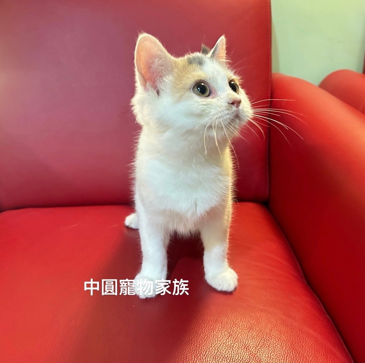 中圓寵物家族／藍三花賓士多白賽爾凱克直毛貓