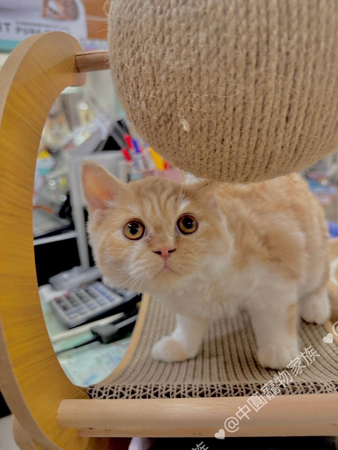 中圓寵物家族／紅銀虎斑賽爾凱克直毛貓