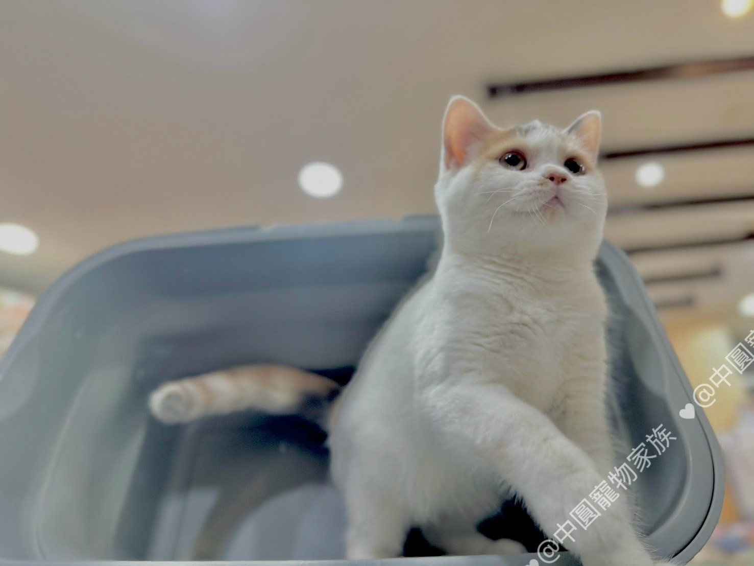 中圓寵物家族／藍三花賓士多白賽爾凱克直毛貓