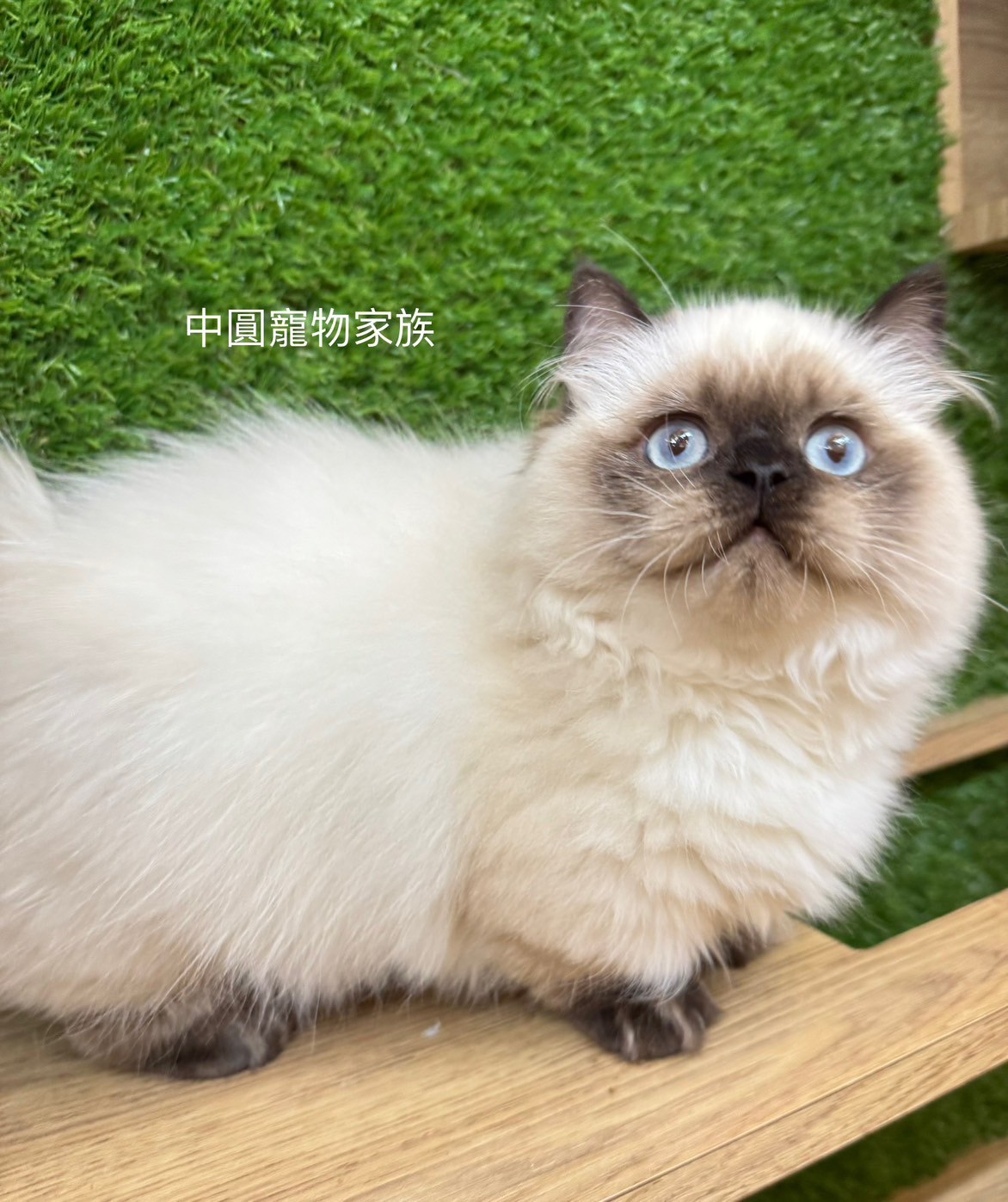 中圓寵物家族／海豹重點小步舞曲