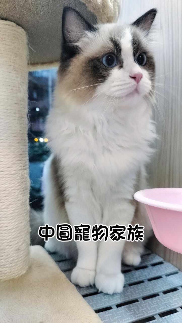 中圓寵物家族／海豹雙色布偶