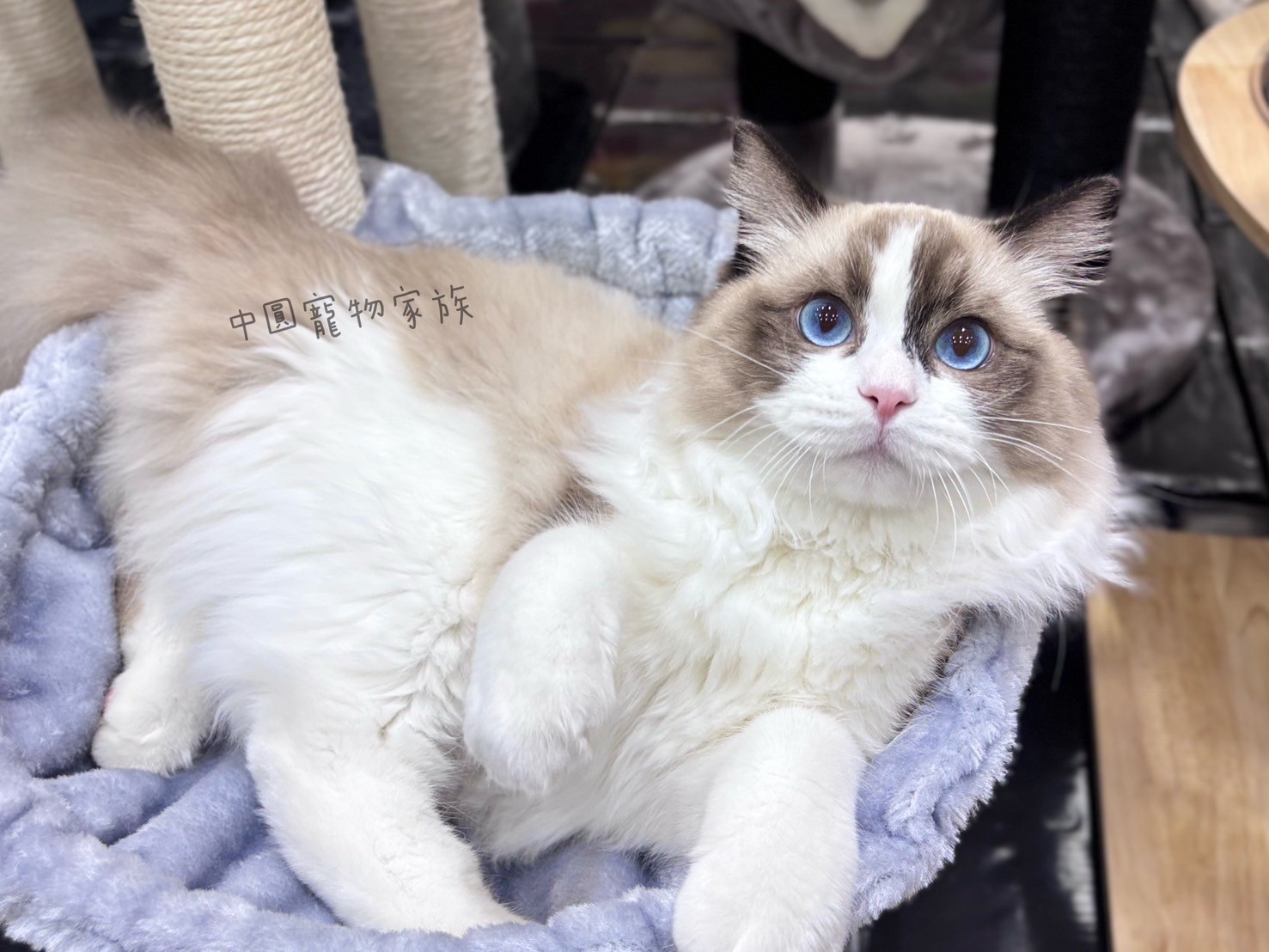 中圓寵物家族／海豹雙色布偶貓