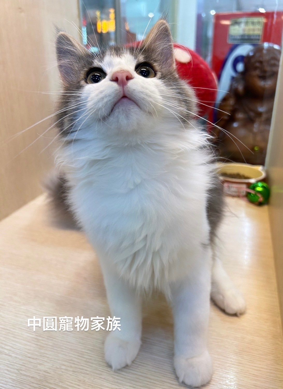中圓寵物家族／挪威森林
