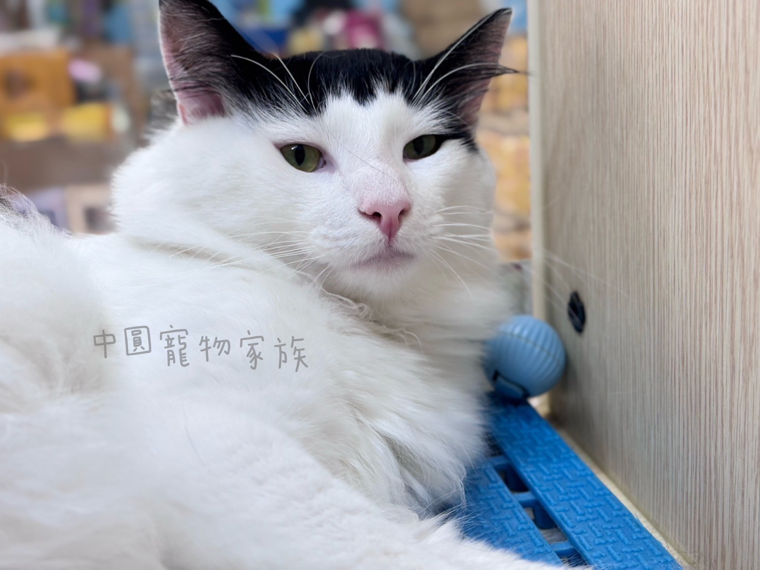 中圓寵物家族／黑白色挪威森林