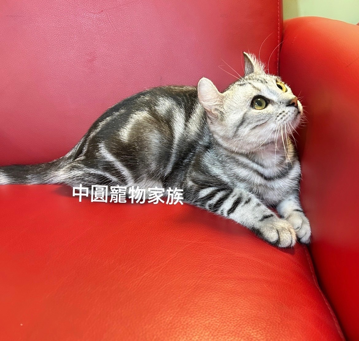 中圓寵物家族／美國捲耳貓