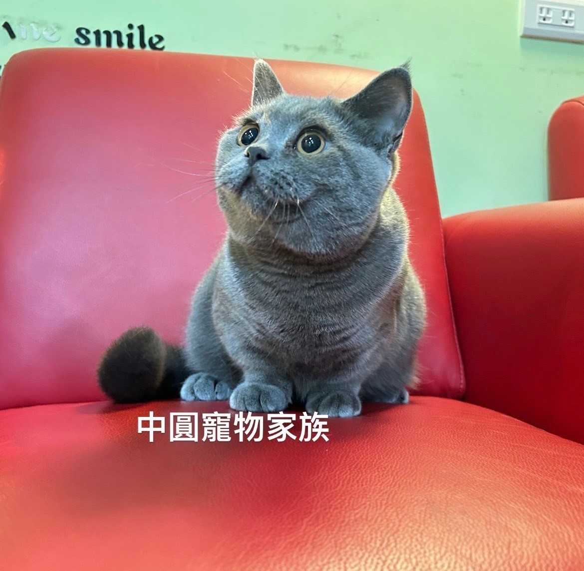 中圓寵物家族／藍色曼赤肯