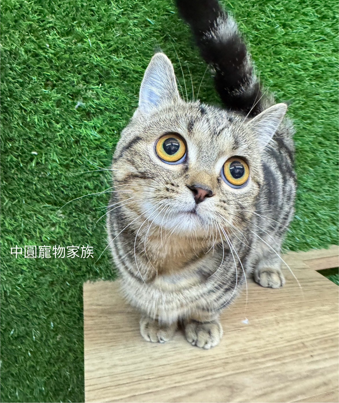 中圓寵物家族／古銅色曼赤肯