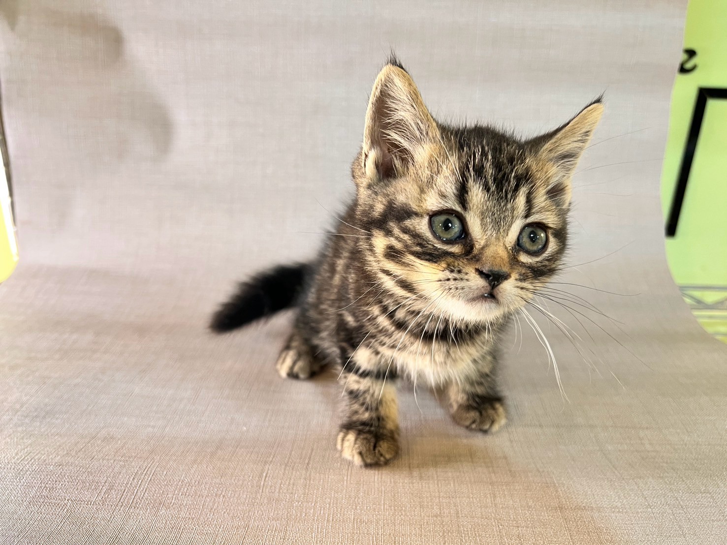 中圓寵物家族／古銅色美國短毛貓