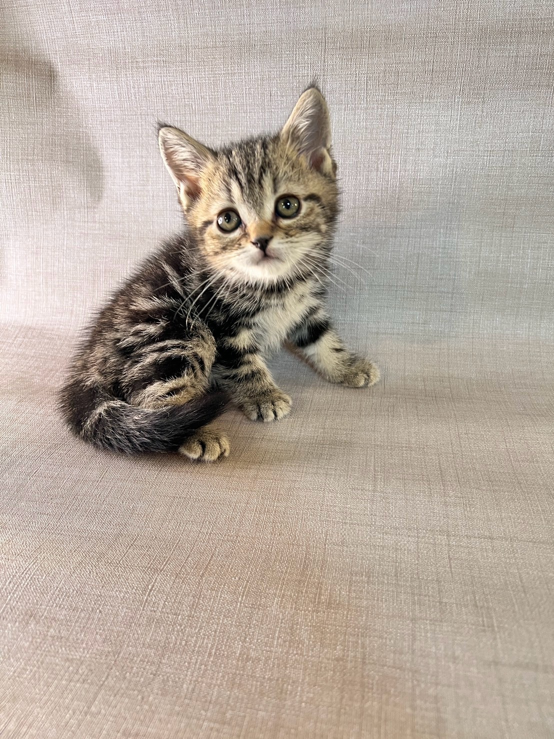 中圓寵物家族／古銅色美國短毛貓