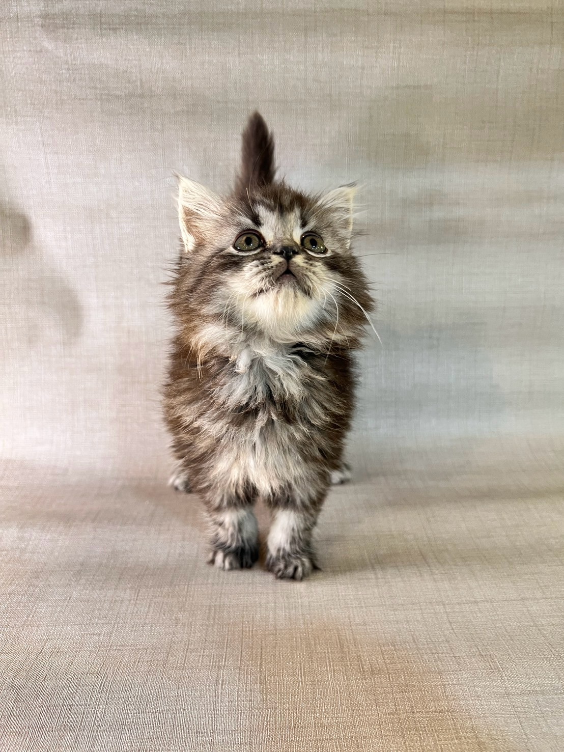 中圓寵物家族／英國長毛貓