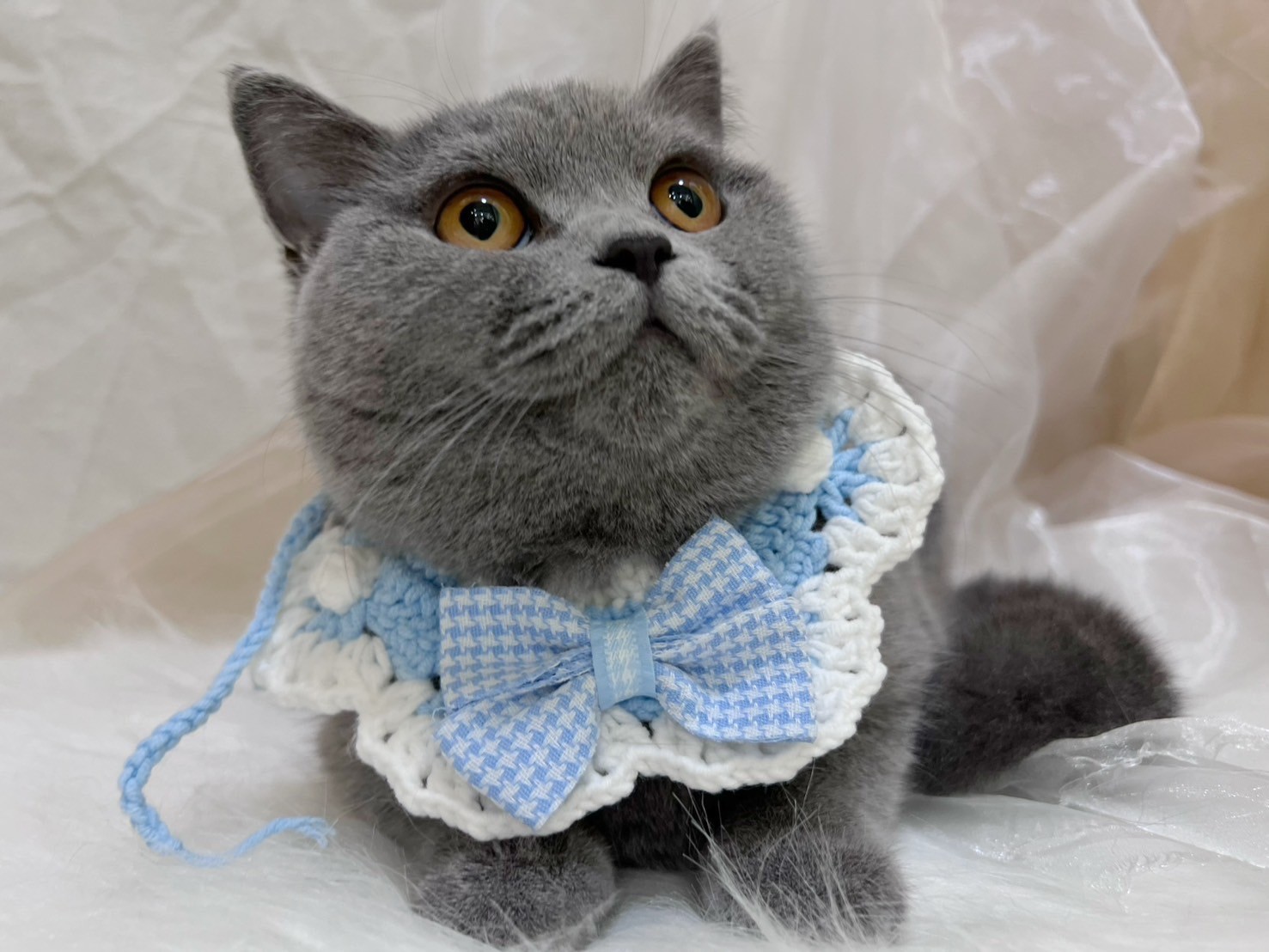 中圓寵物家族／藍色英國短毛貓