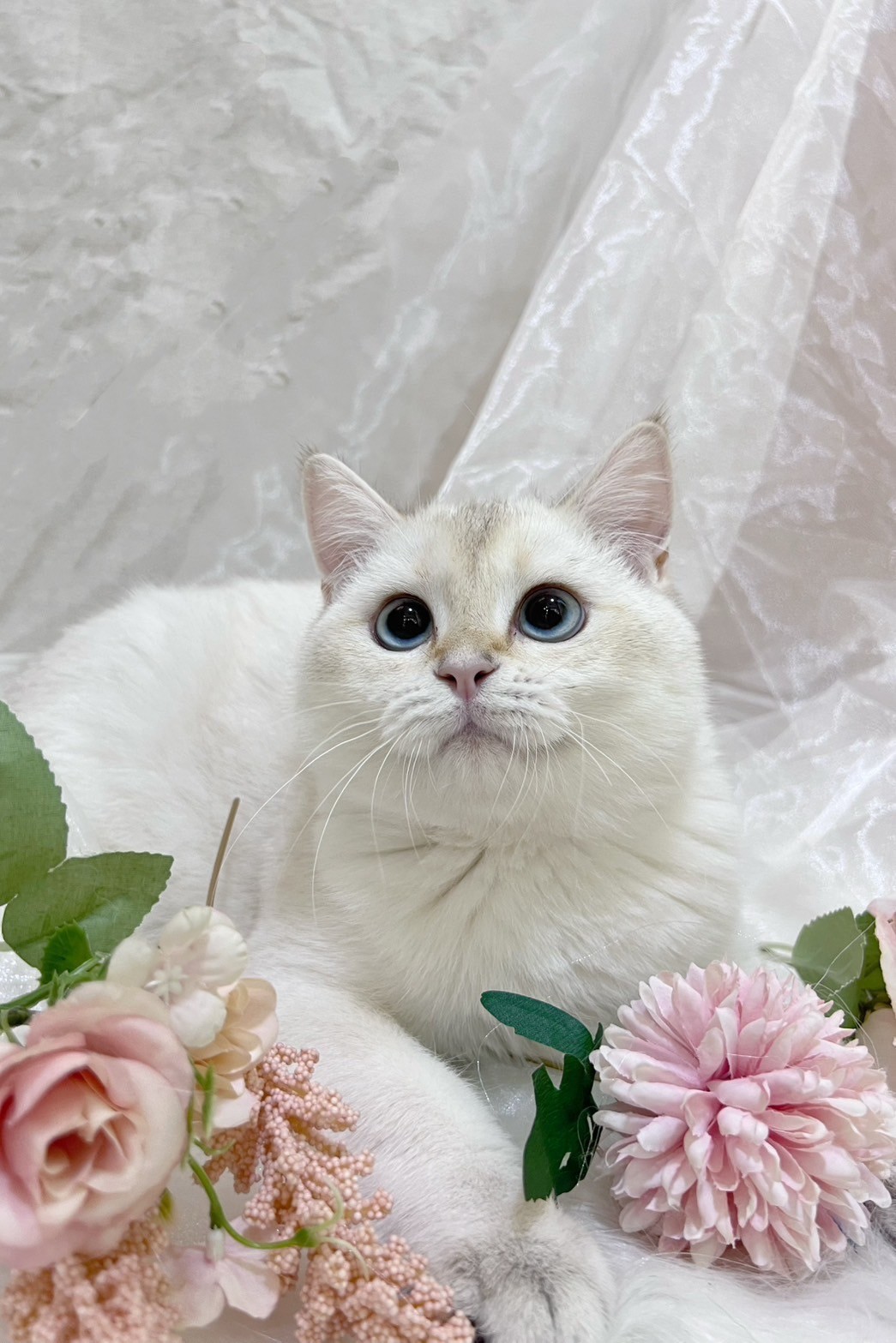 中圓寵物家族／金點英國短毛貓