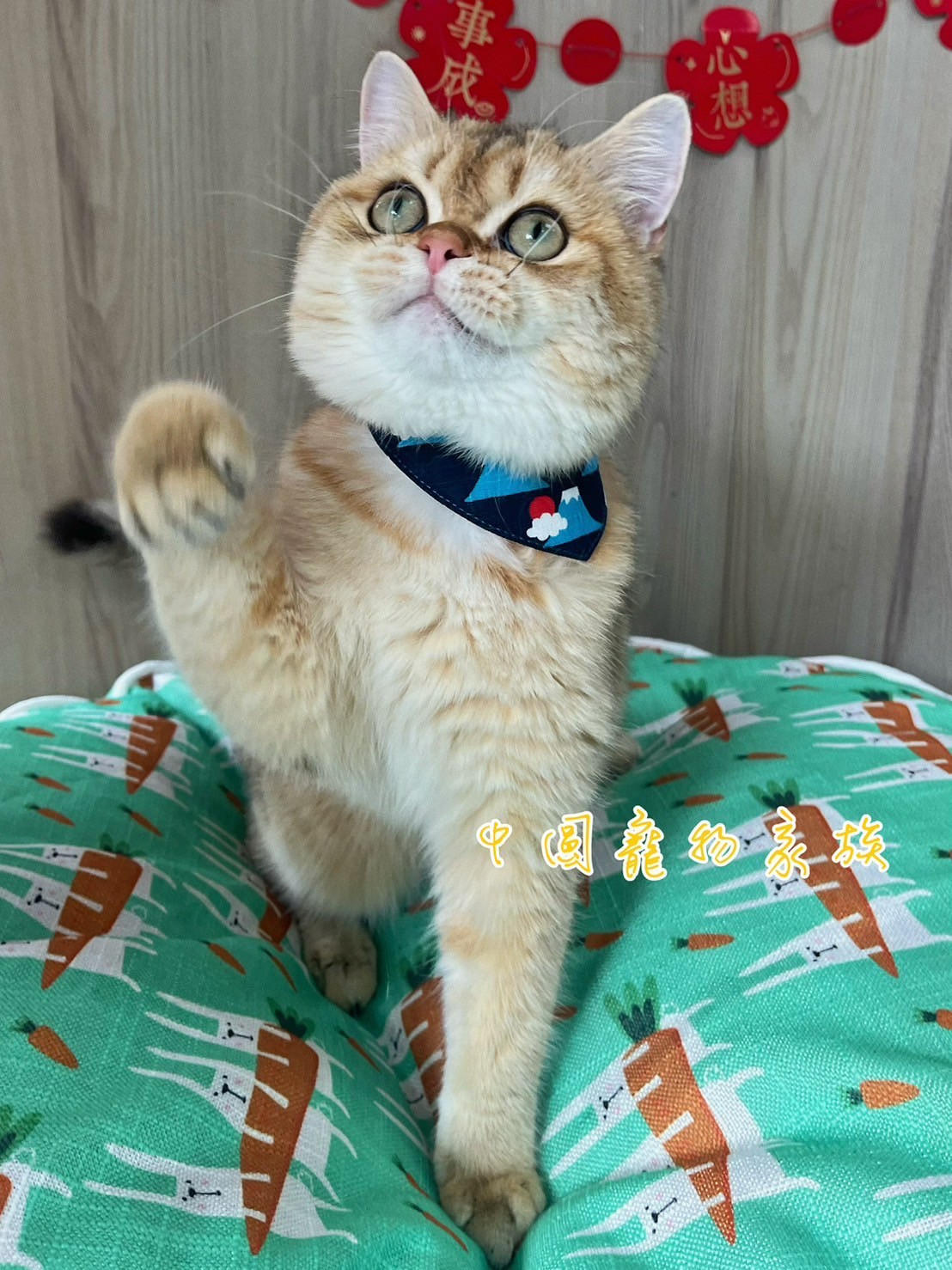 中圓寵物家族／金漸層英國短毛貓