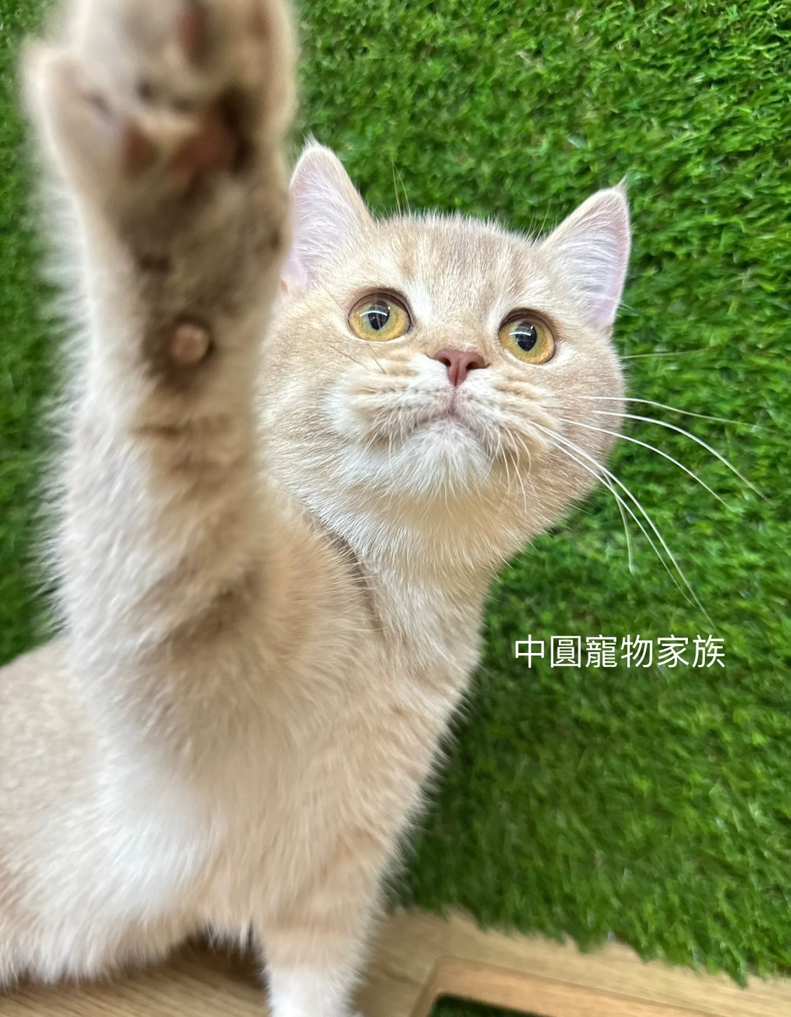 中圓寵物家族／紫金漸層英國短毛貓