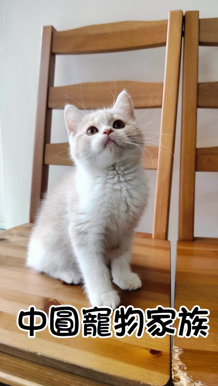 中圓寵物家族／奶油白英國短毛貓
