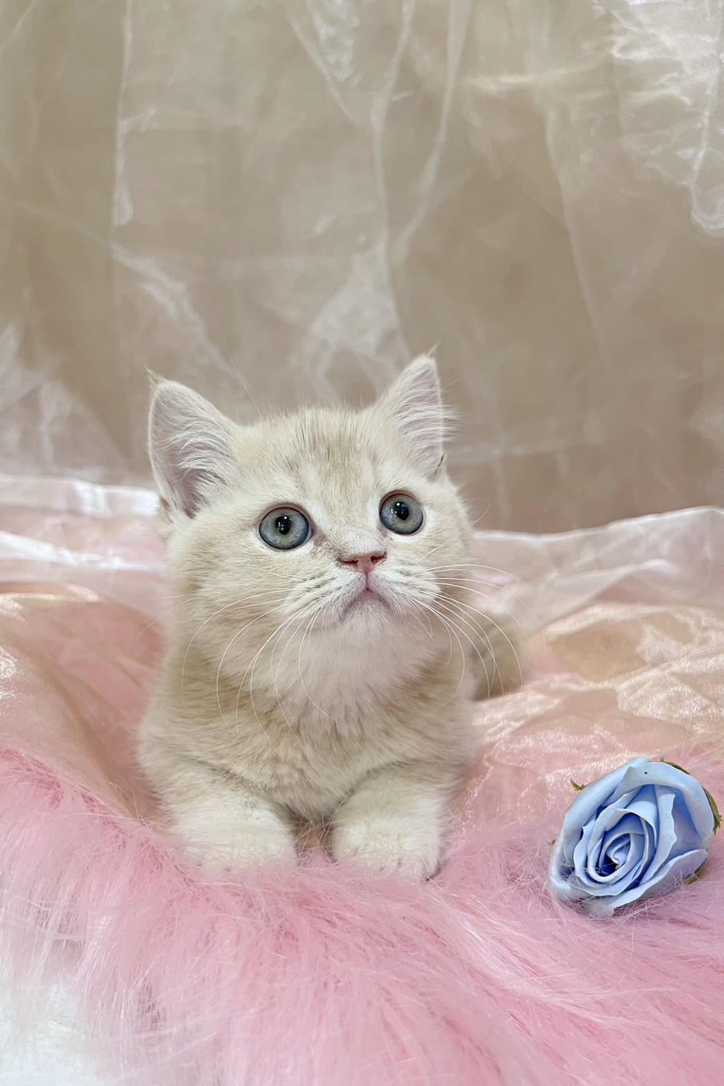 中圓寵物家族／奶油色英國短毛貓