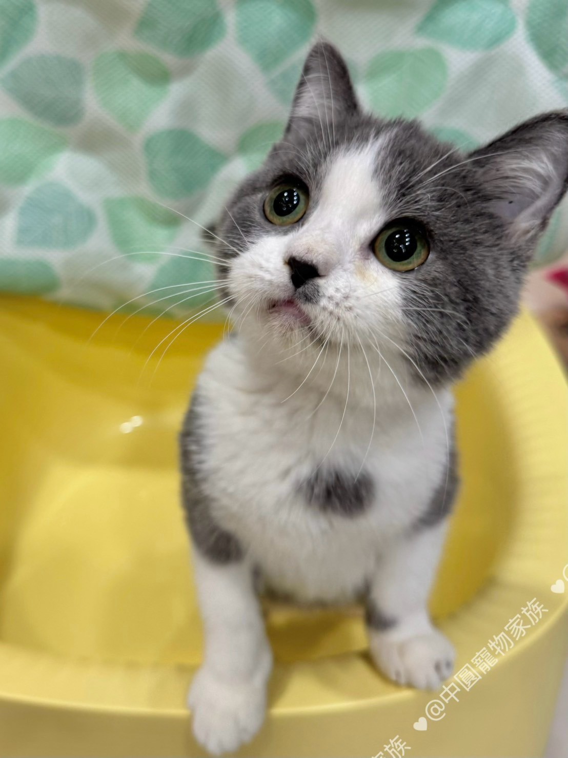 中圓寵物家族／藍白色英國短毛貓