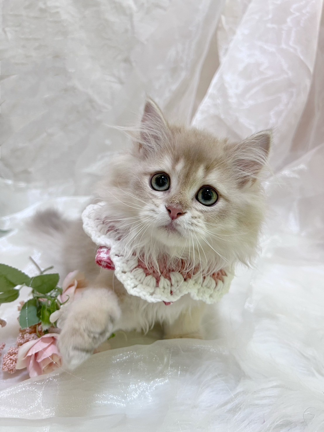 中圓寵物家族／紫金漸層英國長毛貓