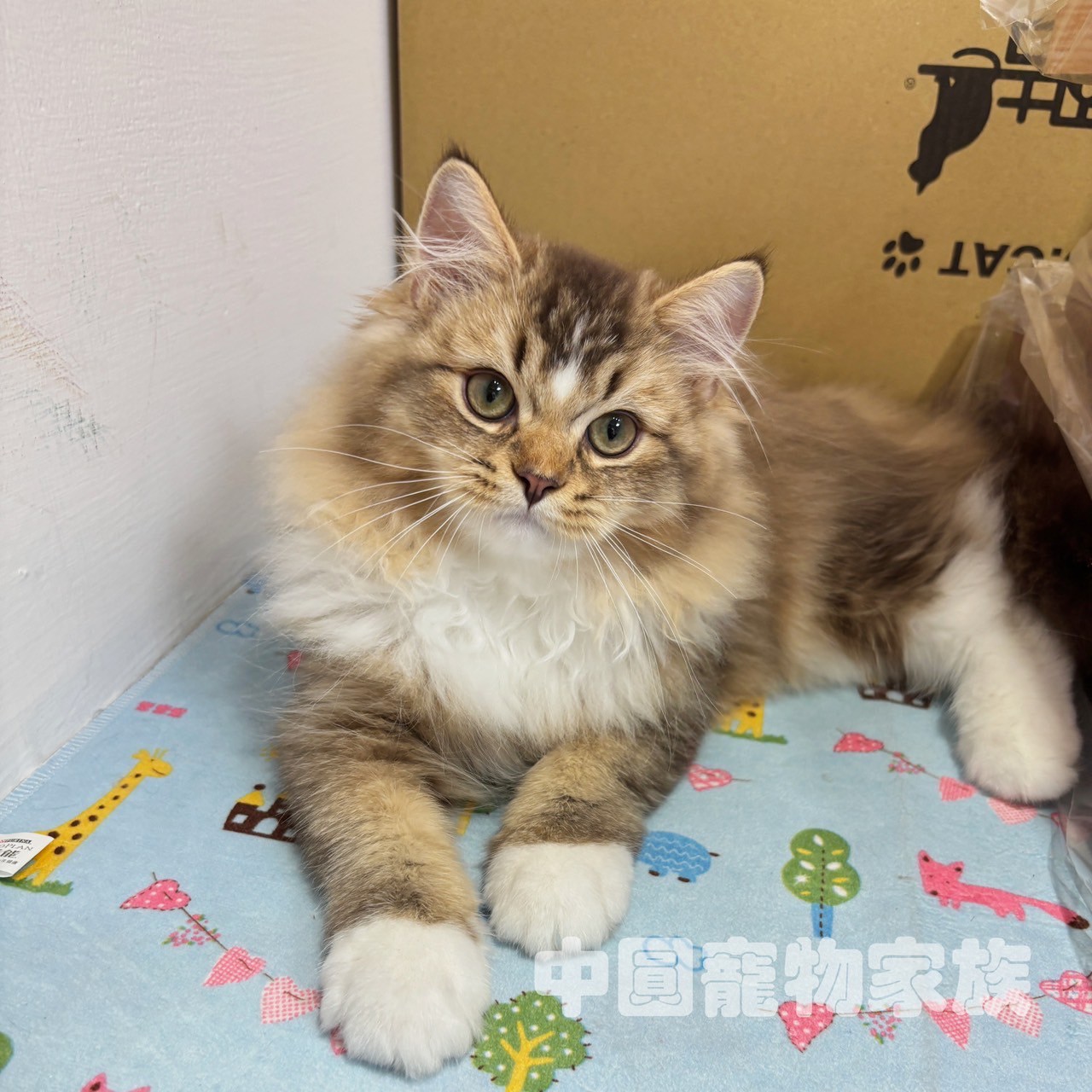 中圓寵物家族／黑金漸層加白英國長毛貓