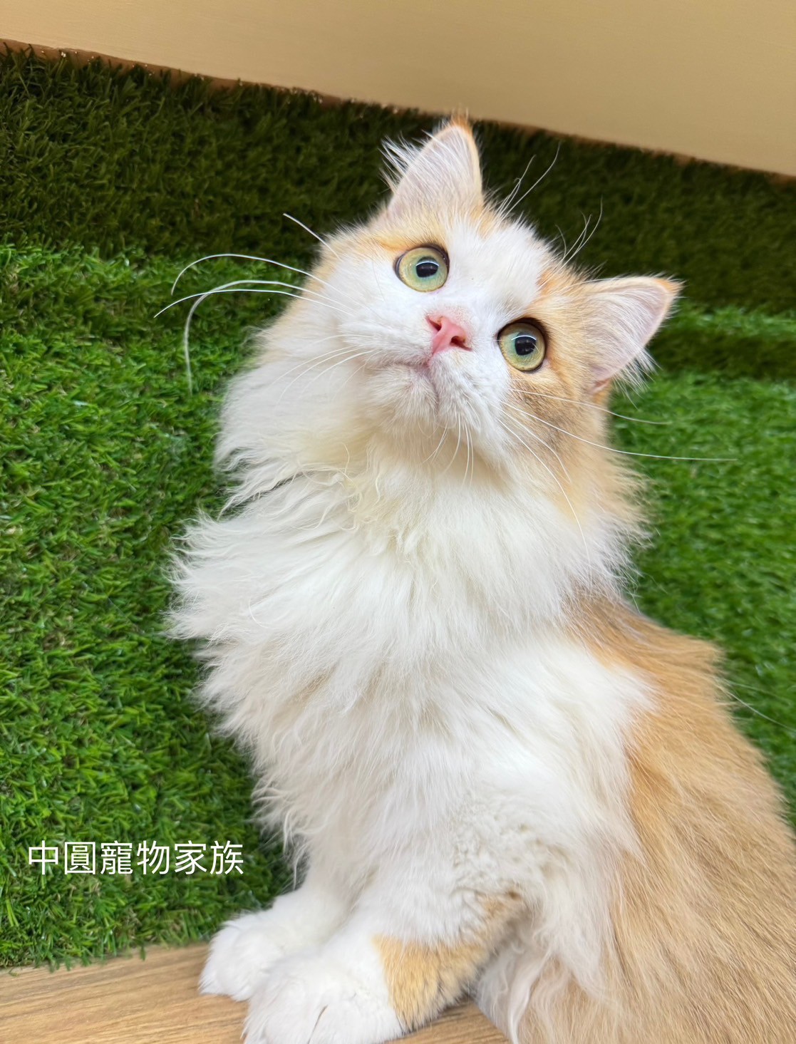 中圓寵物家族／金加白英國長毛貓