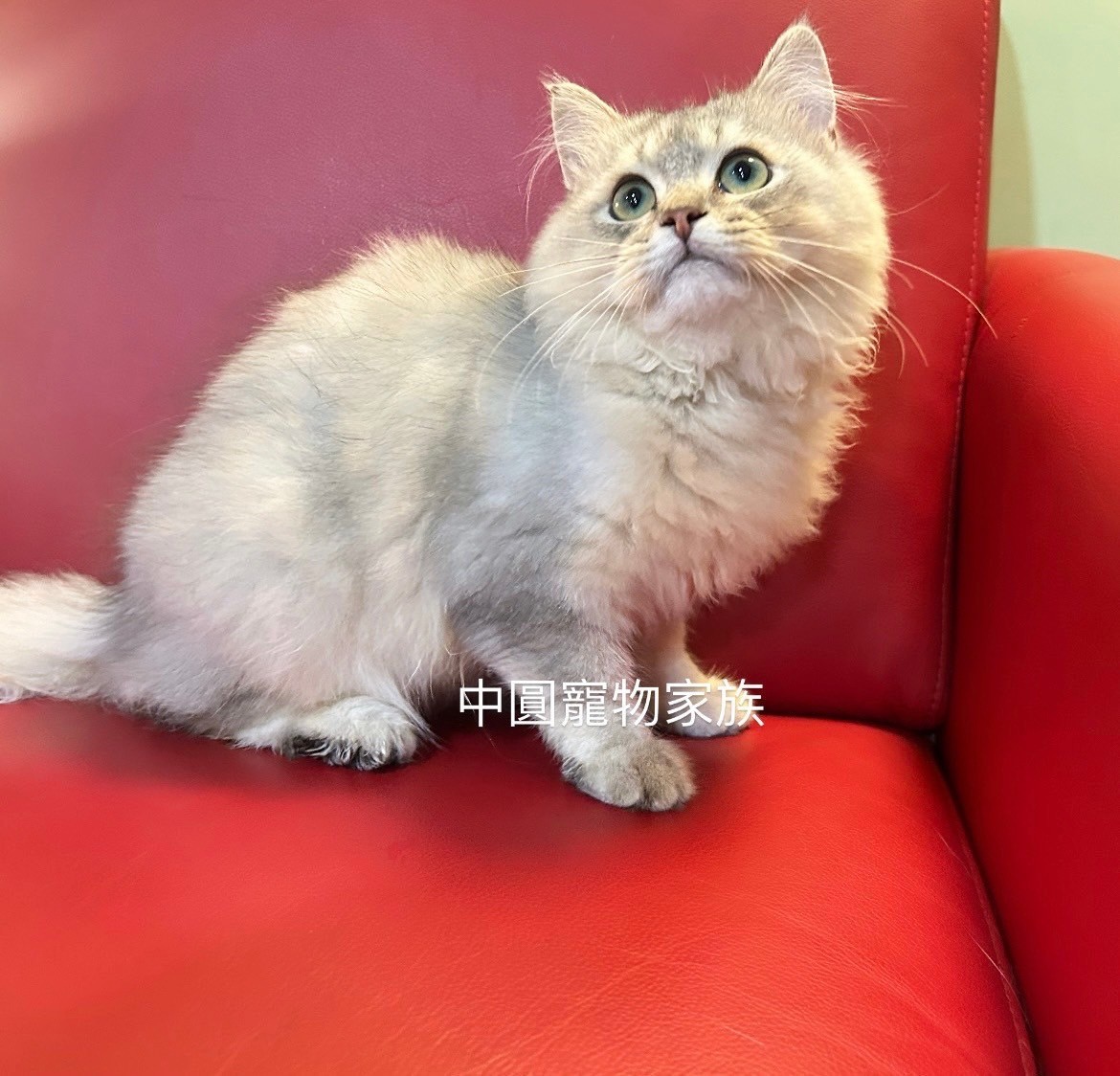 中圓寵物家族／銀漸層非標準小步舞曲