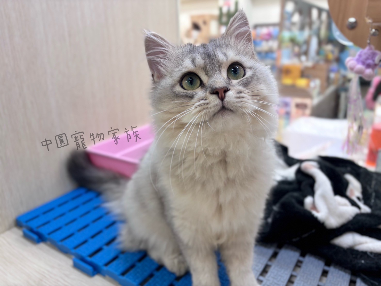 中圓寵物家族／銀漸層非標準小步舞曲