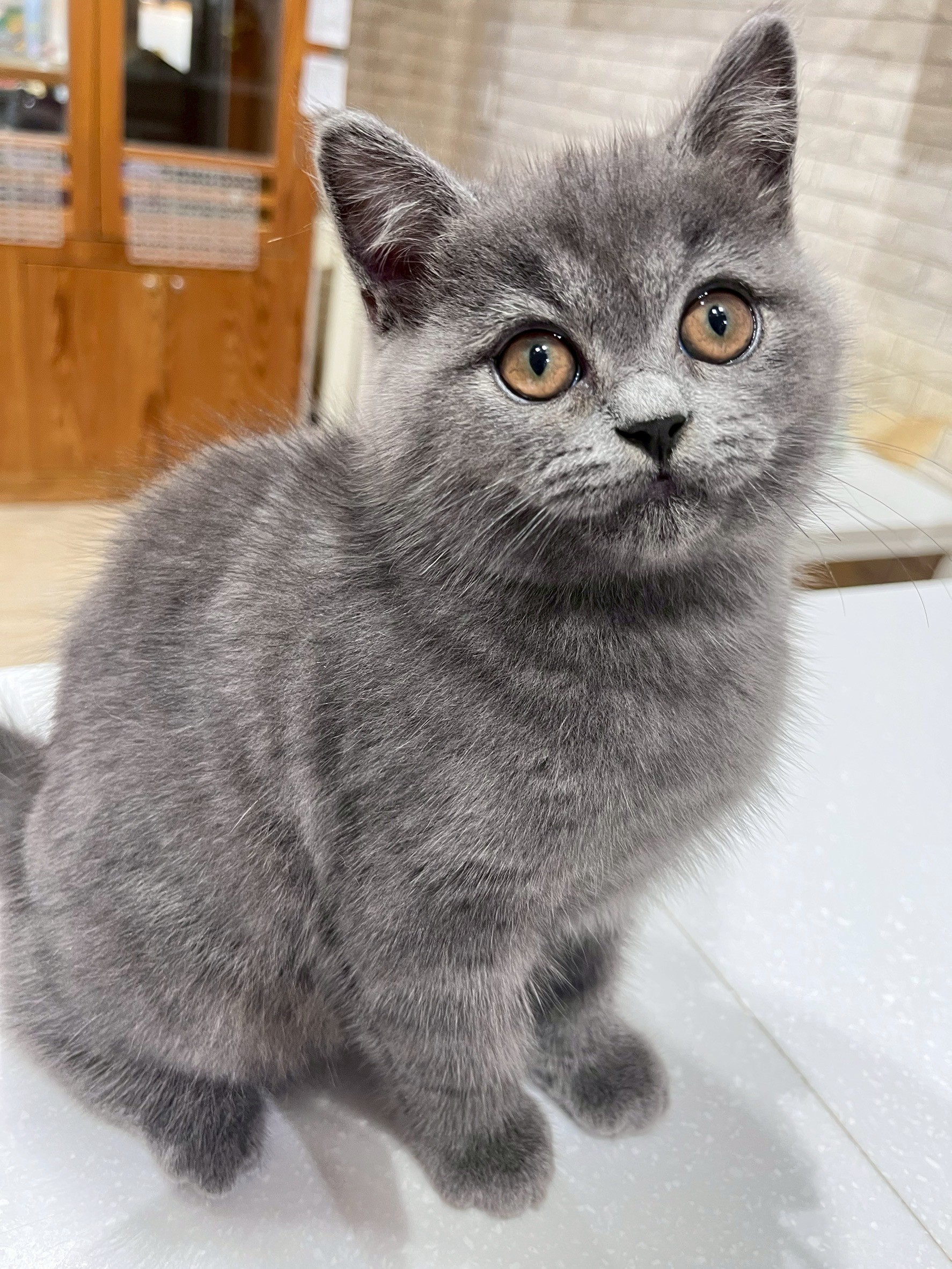 貓咪派對／藍色英國短毛貓