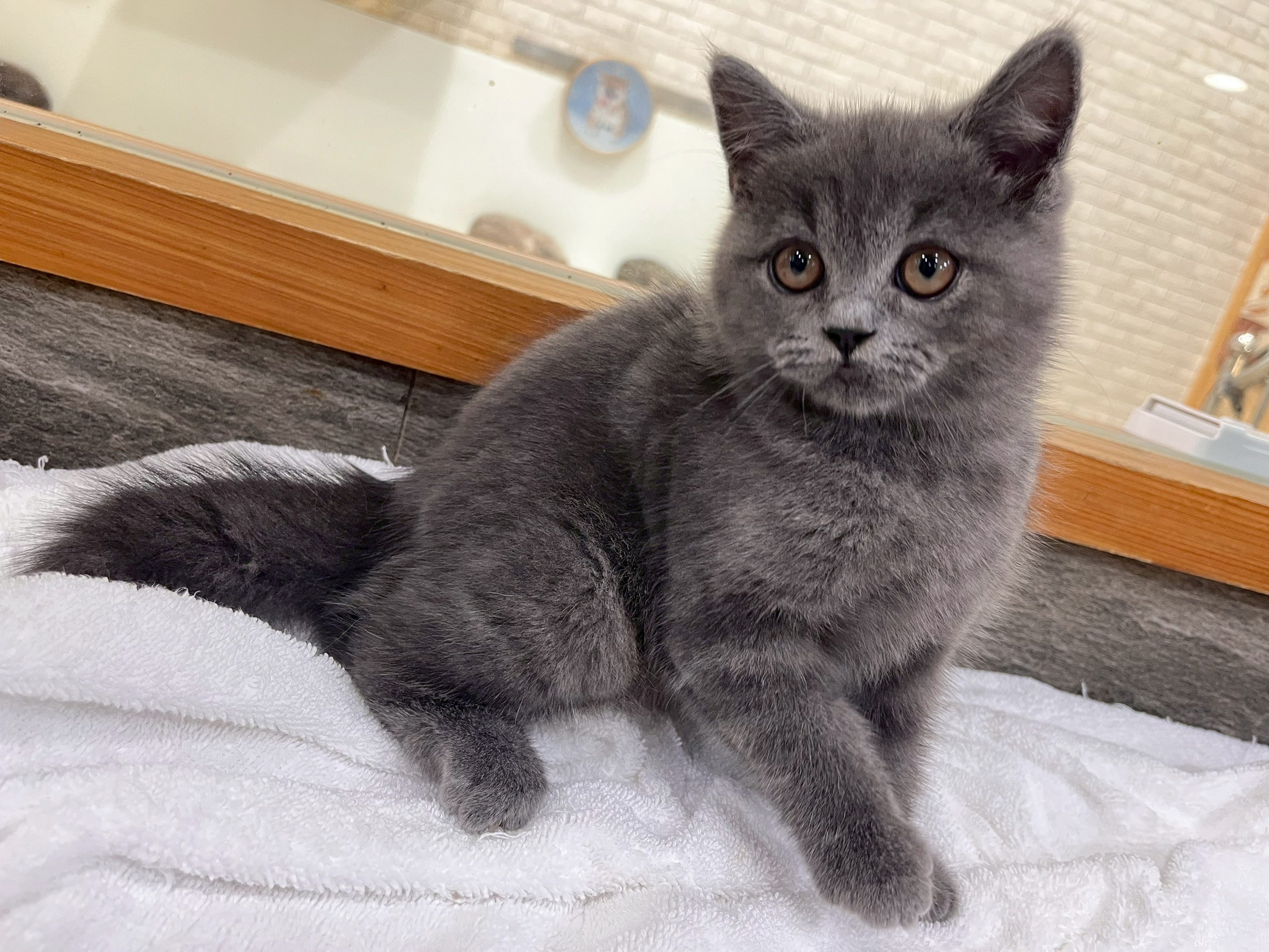 貓咪派對／藍色英國短毛貓