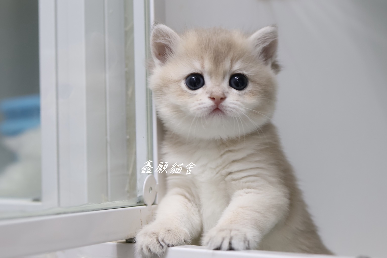 鑫願貓舍／焦糖藍金漸層英國短毛貓