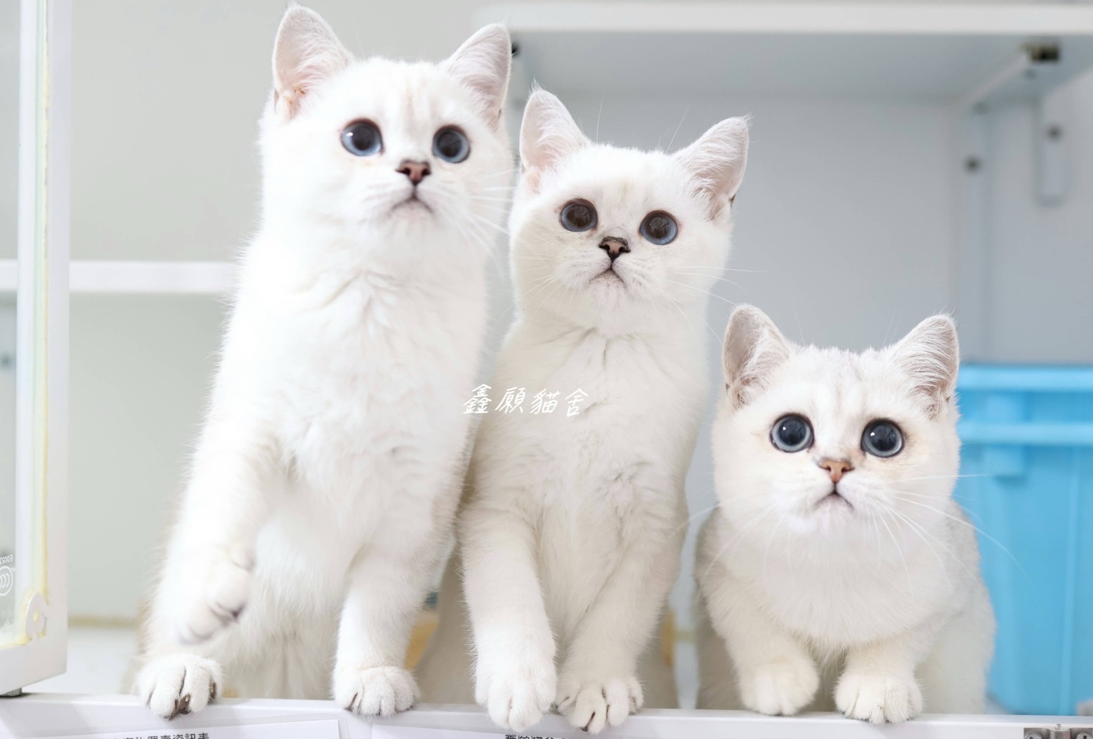 鑫願貓舍／銀漸層、銀重點英國短毛貓