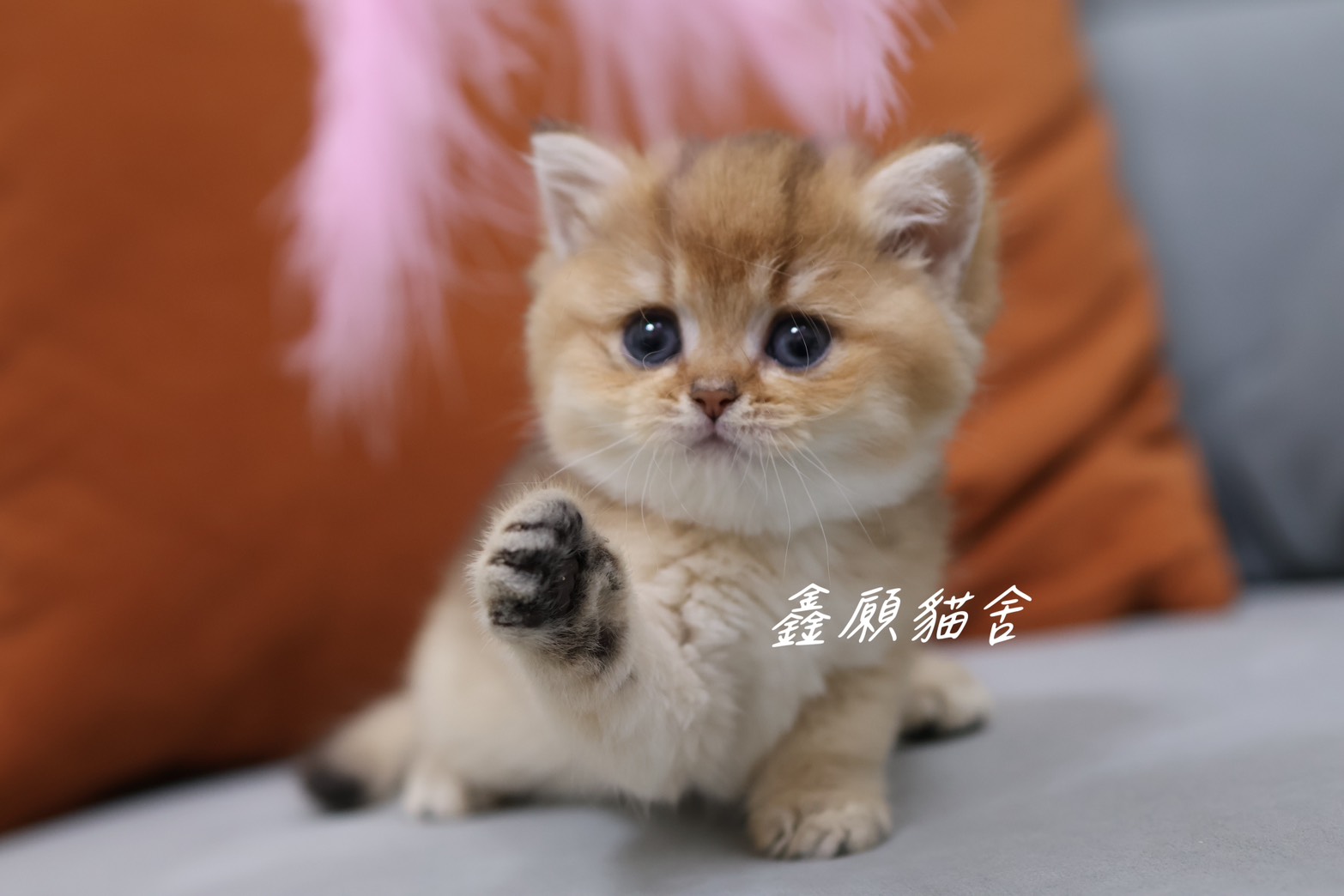 鑫願貓舍／金漸層英國短毛貓