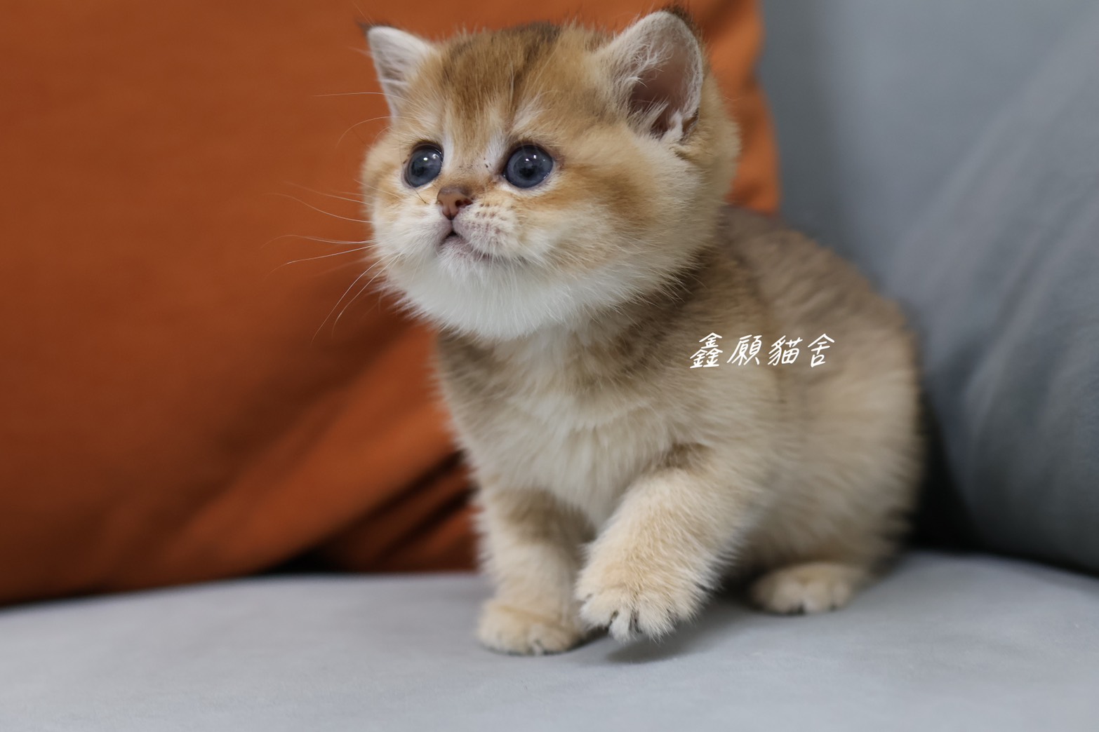 鑫願貓舍／金漸層英國短毛貓