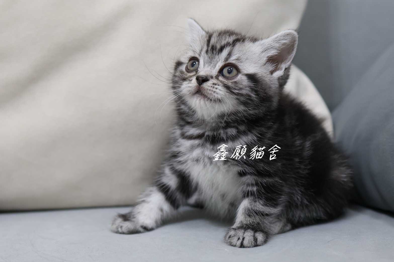 鑫願貓舍／銀黑螺旋紋美國短毛貓