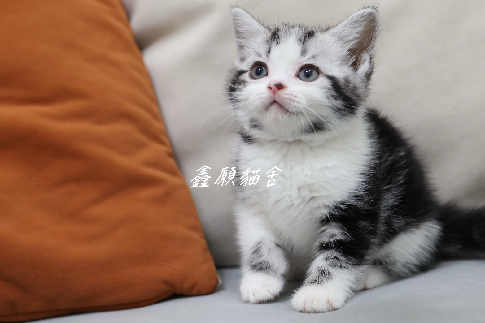鑫願貓舍／銀黑加白美國短毛貓