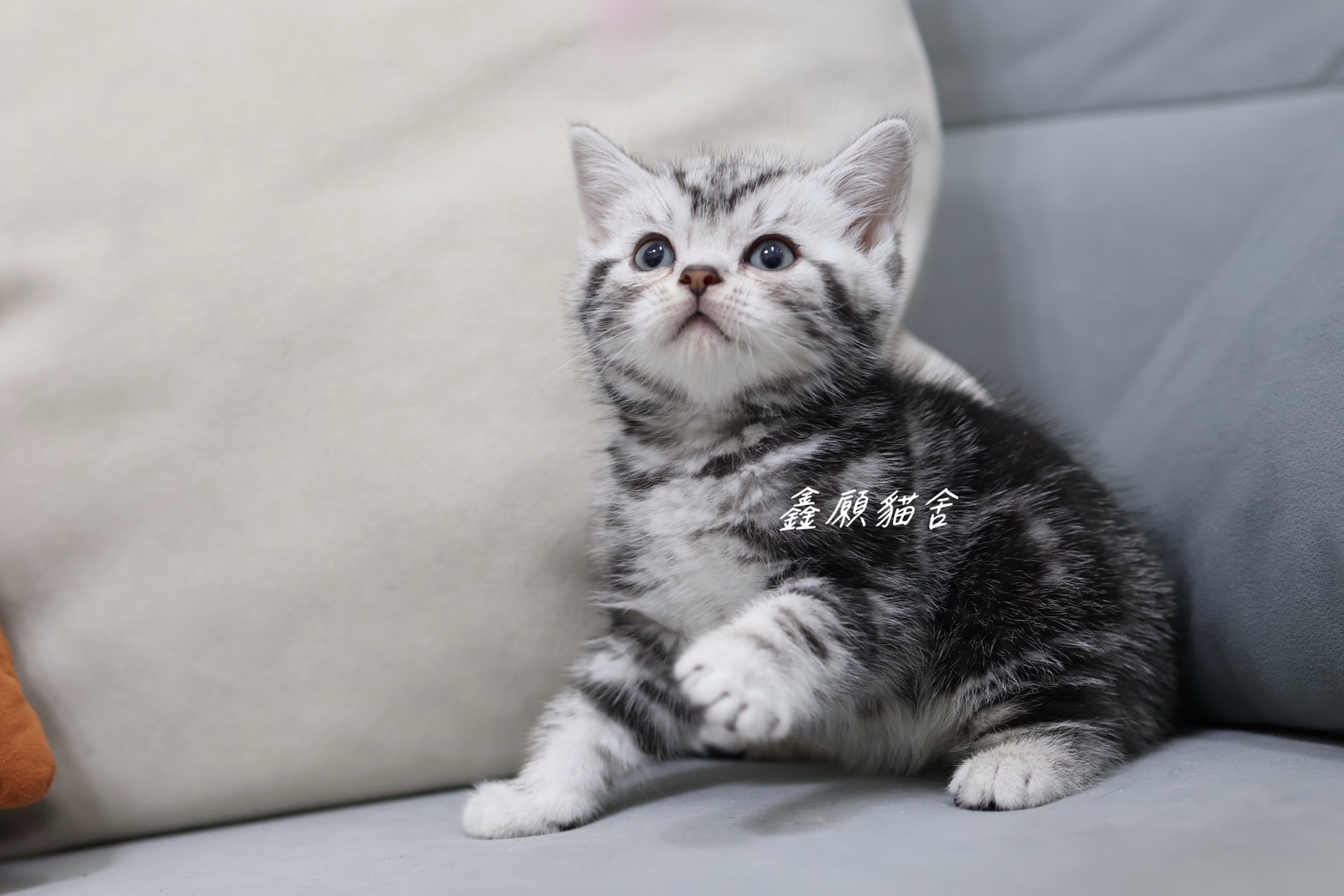 鑫願貓舍／銀黑螺旋紋美國短毛貓