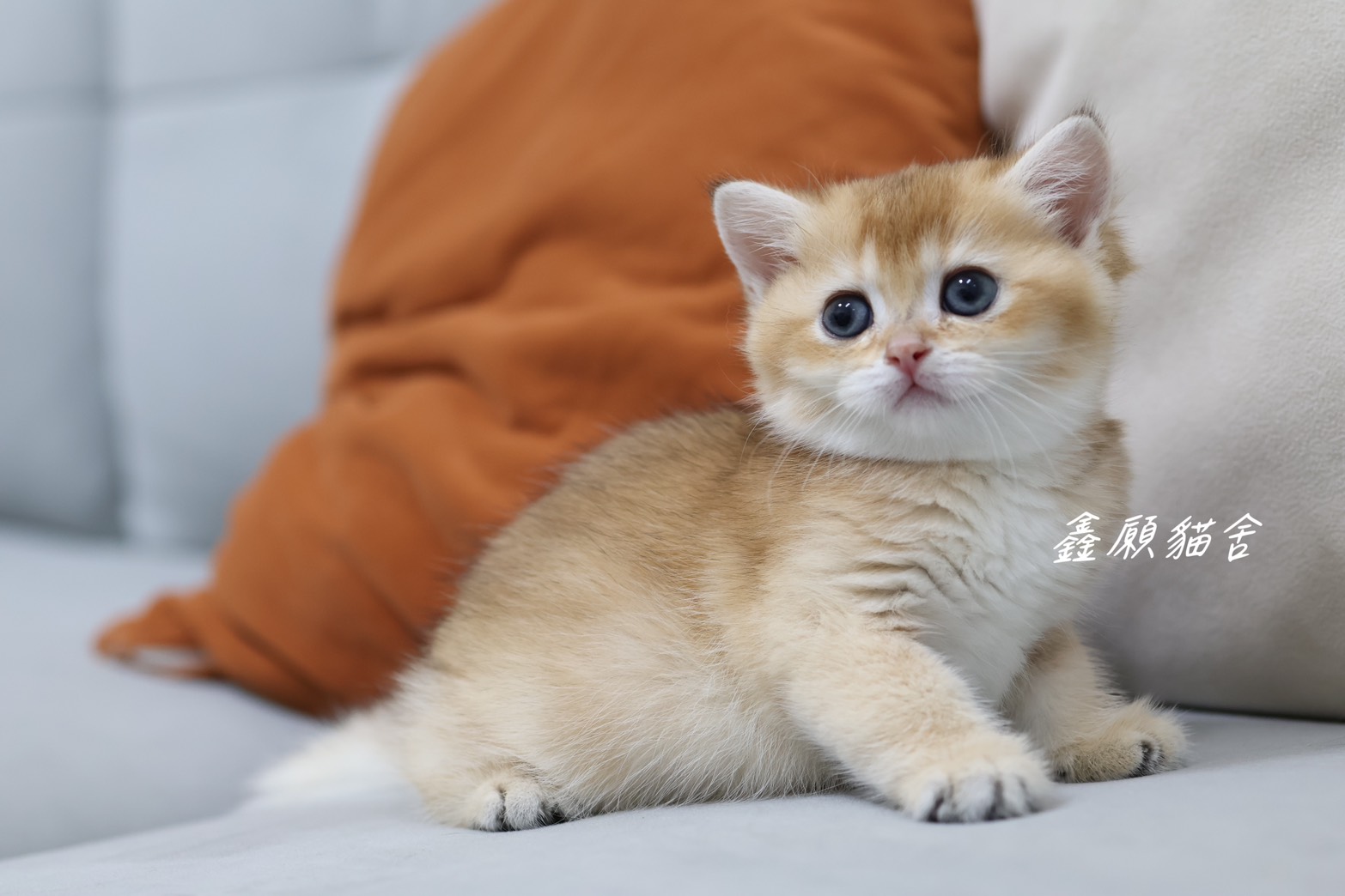 鑫願貓舍／金漸層英國短毛貓