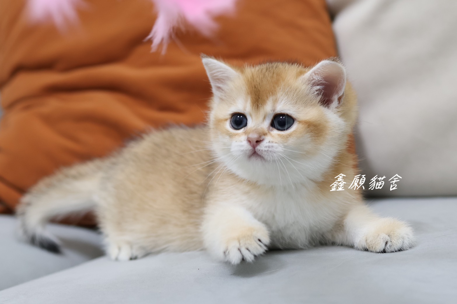 鑫願貓舍／金漸層英國短毛貓