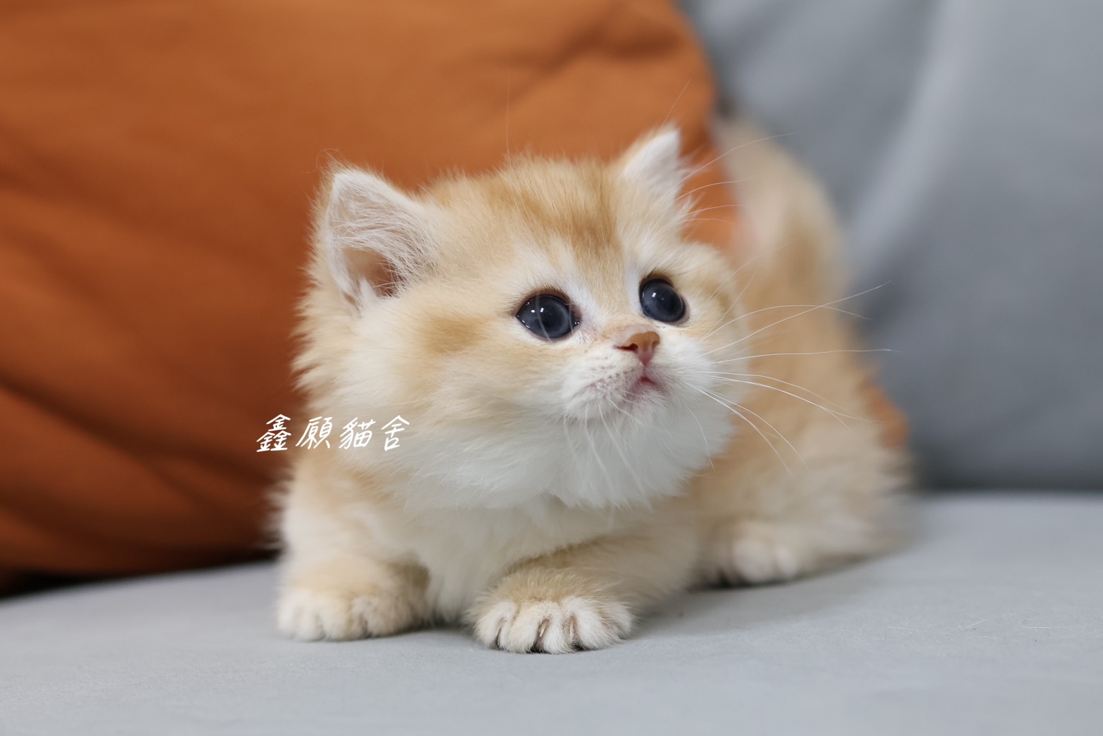 鑫願貓舍／金漸層英國短毛貓