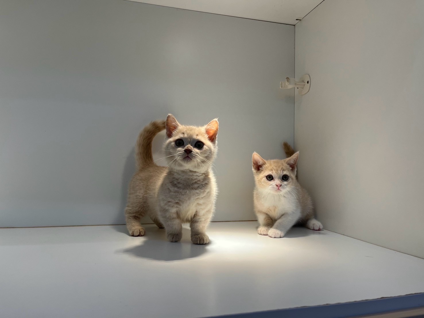 野獸派貓舍／奶油加白英國短毛貓&奶油曼赤肯