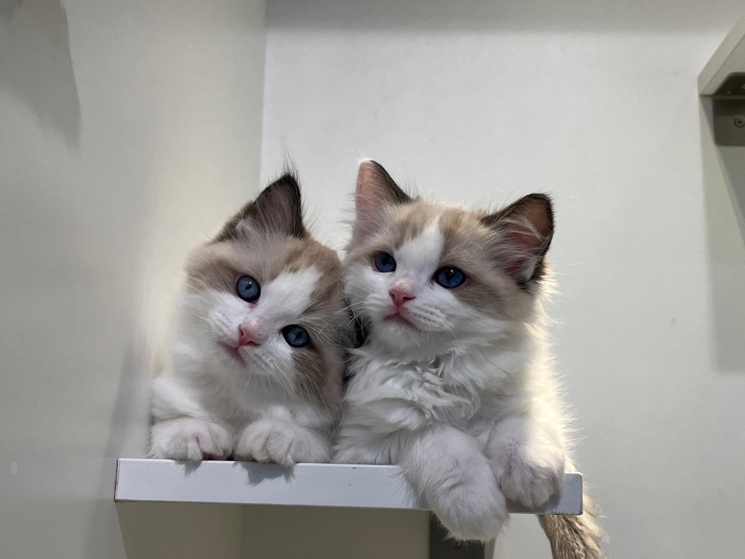 野獸派貓舍／布偶貓