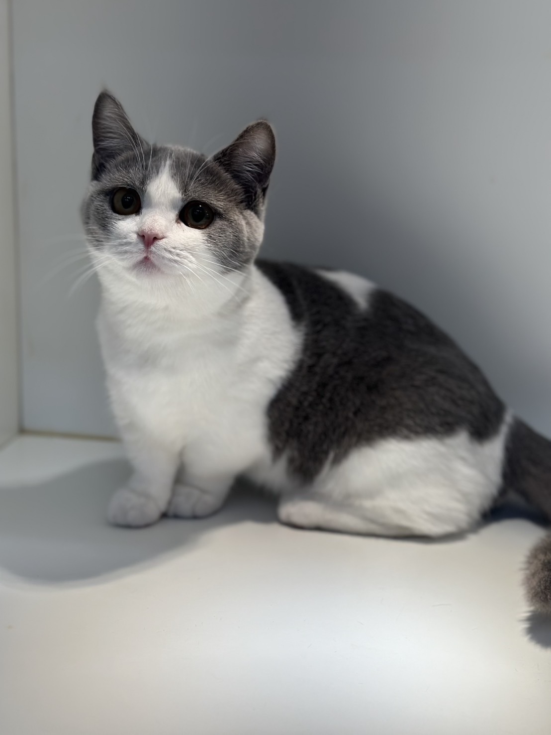 野獸派貓舍／藍白賓士曼赤肯