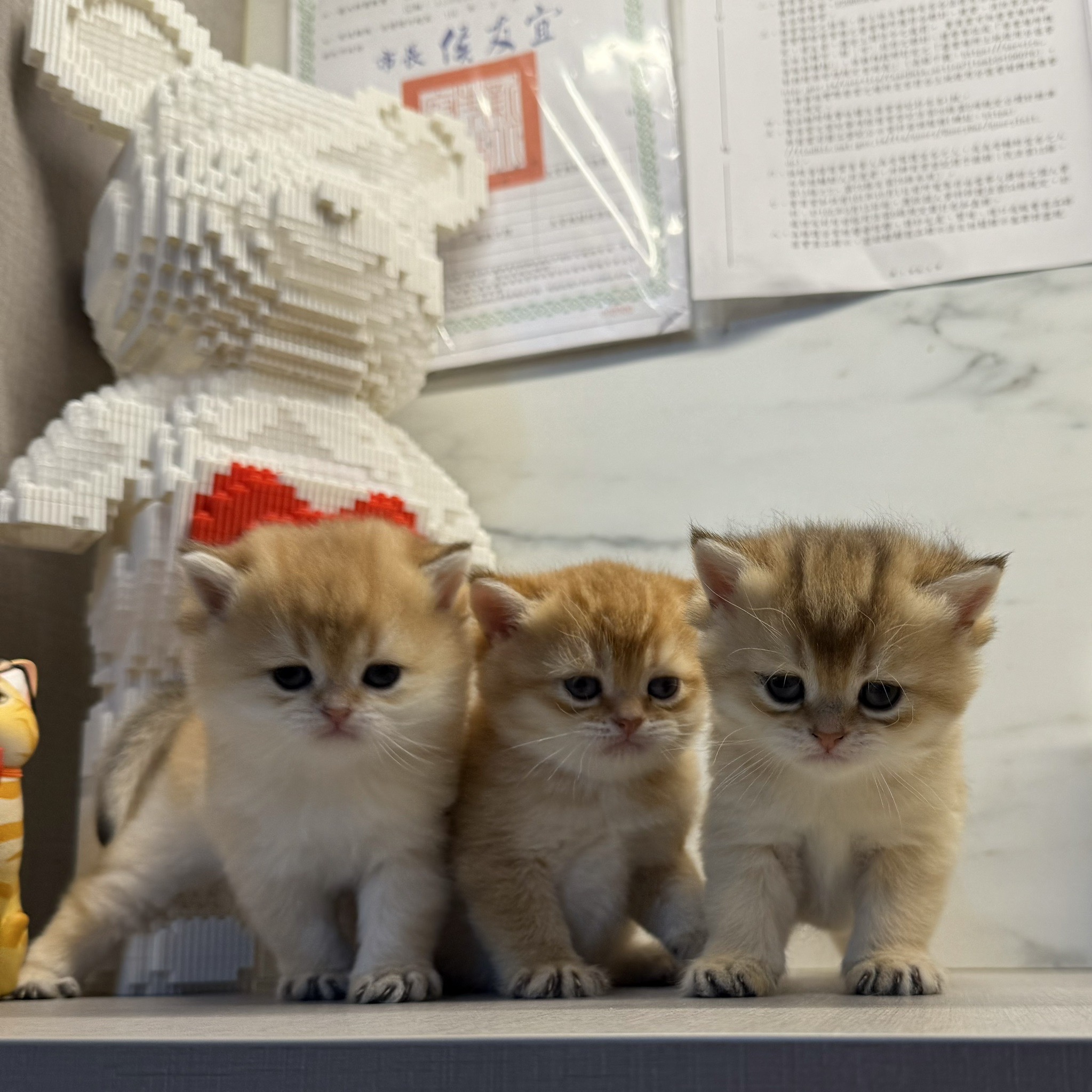 野獸派貓舍／金漸層英國短毛貓